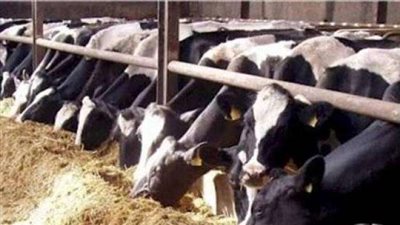 250 مستفيدًا من دورة مزارع الإنتاج الحيواني بالوادي الجديد