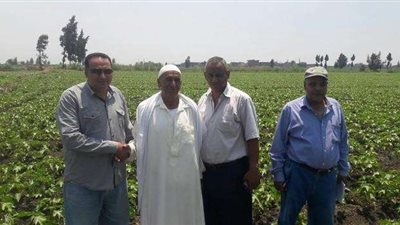 تشكيل لجنة لمتابعة جودة زراعة القطن بالدقهلية
