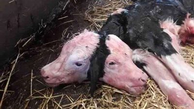 الأعلاف المعدلة وراثيًا تنتج عجلا مشوهًا برأسين