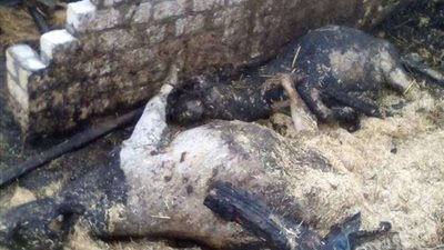 نفوق 5 رؤوس ماشية إثر حريق حظيرتين بالمنوفية