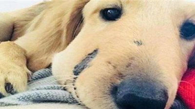 «الكلب البطل» ينقذ صاحبته من أفعى