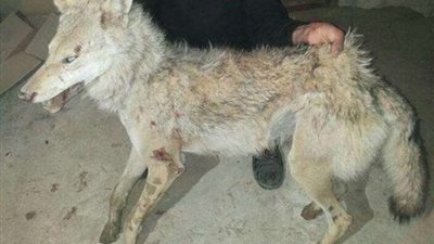 ذئاب تهاجم قرية بالسويس