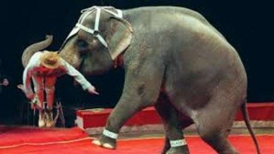 لحظة وقوع فيل على الجماهير أثناء عرض بالسيرك (فيديو)