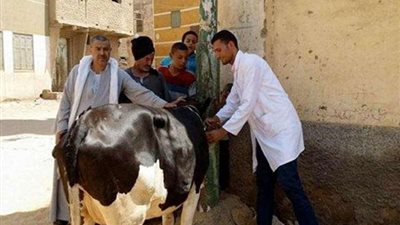 انتشار ”الجلد العقدي” بمواشي البحيرة وقوافل علاجية بالمحافظة