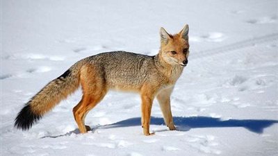 بالفيديو.. ثعلب يُصيب شرطي بطلق ناري