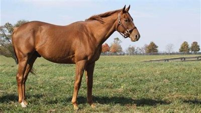 نهاية مأساوية لمخمور يركب حصانًا.. (فيديو)