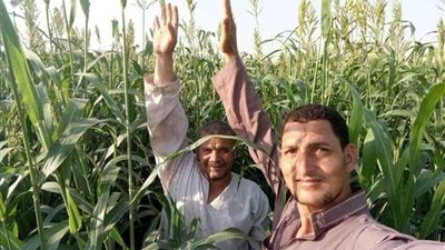 شاب يطور نوع حشائش جديد لتسمين الماشية في بني سويف