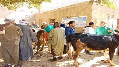 الحمى القلاعية والجلد العقدي.. أمراض تهدد الثروة الحيوانية.. وزراعة البرلمان: الوحدات البيطرية خاوية على عروشها