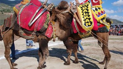 بالفيديو.. مهرجان 