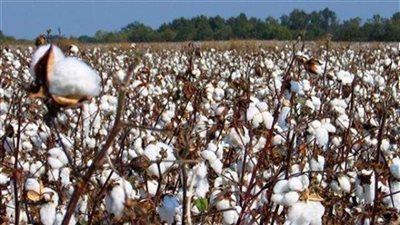 تعرف على.. قيمة زيادة إنتاج القطن هذا العام