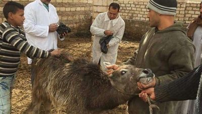 تحصين 351 ألف و796 رأس ماشية ضد الحمي القلاعية في المنوفية