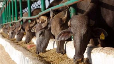 سيدات محافظات الحدود الأكثر استفادة من مشروع 