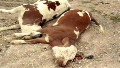 «الرقابة على المجازر»: نفوق الأبقار بسبب عدم اهتمام الفلاحين بتحصينها من الأمراض