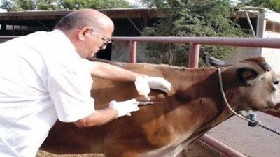 طبيبة بيطرية تطالب بفتح تحقيق موسع بسبب انتشار مرض «الجلد العقدي»