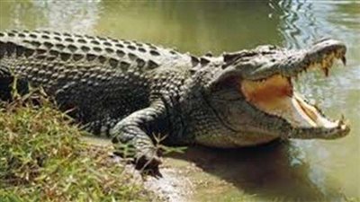 العثور على تمساح صغير وسط الشارع.. (فيديو)