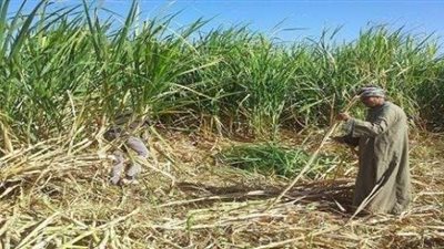أزمة «قصب السكر».. الفلاح «يزرع» والحكومة «تستورد»