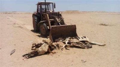 حملة للتخلص من الحيوانات النافقة بالفيوم