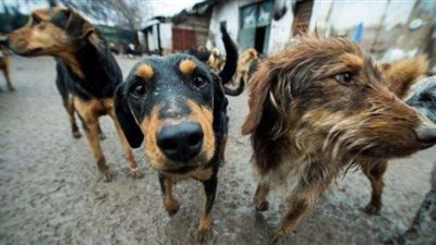 برلماني: الحديث حول قانون حيازة رخصة للكلاب أخذ أكبر من حجمه