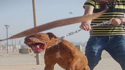 خبير أمني; على الدولة التحرك لإنهاء ظاهرة انتشار «الكلاب الضالة»