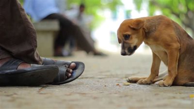 أهمهم لا تبتعد عني.. رسائل هامة يبعثها كلبك إليك