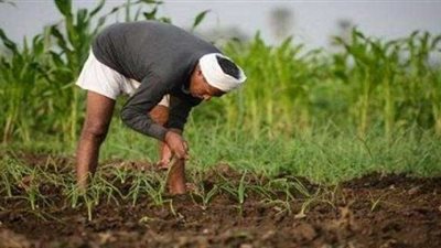 بعد طلب البرلمان.. «الزراعات التعاقدية» حصن أمان الفلاح