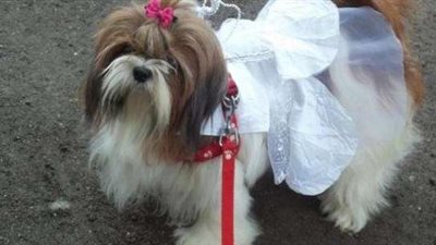 رقصة كيكي على طريقة الكلاب.. (فيديو)