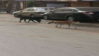 بالصور.. انتشار «الكلاب الضالة» يهدد أمن أهالي «الخصوص»