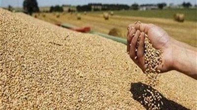 السبب والفجوة والحل.. أزمة استيراد الحبوب الزراعية