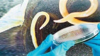 عودة دوتين إلى الحياة بعد تجميدهما 42 ألف عامًا تقريبًا بروسيا