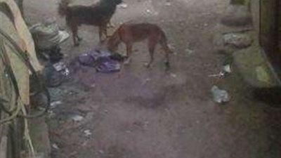 إستجابة لبلدنا اليوم .. لجنة من الطب البيطري لفحص شكاوي أهالي الخصوص