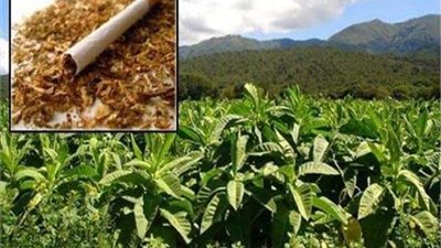 « زراعة التبغ».. الأرض والمواطن رهن «قرار الموت»