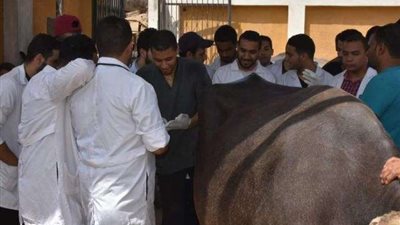 قافلة بيطرية للسيطرة على التهاب الجلد العقدي بالمنوفية