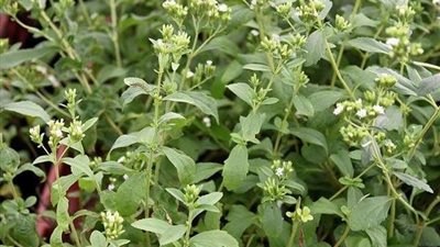 «الاستيفيا» عشب جديد يُطارد القصب والبنجر.. «خبراء»: مفيد لمرضى السكر