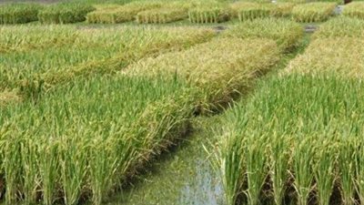 «البحوث الزراعية»: زراعة الأرز بالسودان مقترح قديم.. و«التكامل» خير دليل