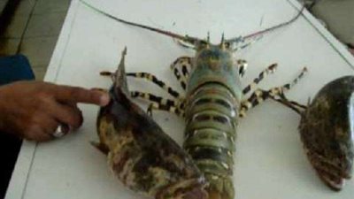 شيف يأمر ”استاكوزا” داخل مطبخه وتطيع أوامره.. (فيديو)