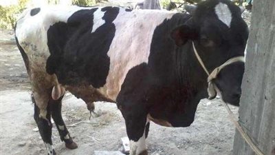 أستاذ ببحوث الحيوان: الجلد العقدي لا يظهر على اللحوم