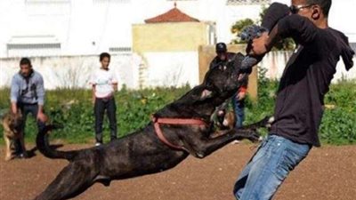 المشدد والغرامة 50 ألفًا.. عقوبة ترهيب المواطنين بالحيوانات