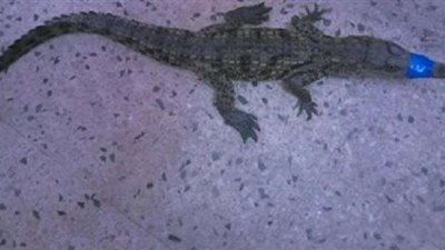 ظهور تمساحين على ضفاف النيل بسوهاج والأمن يمشط المنطقة