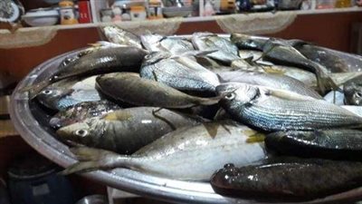 حصاد الخير من بحيرة ”البردويل” يُغرق سوق الأسماك.. (صور)