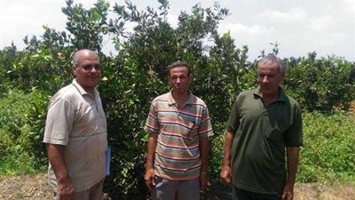 آفات ”أشجار الموالح” تفسد فرحة الموسم