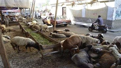 غرامة 5 آلاف جنيه على ذبح الأضاحى بالشوراع.. والجزارين يعترضون