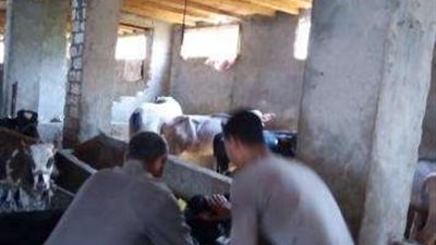 تحصين 150372 ألف رأس ماشية بالقليوبية