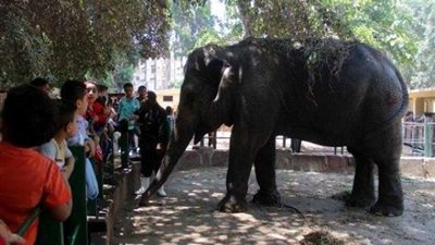 «من 20 لـ25 جنيهًا».. أسعار تذاكر حدائق الحيوانات الجديدة