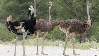 بالفيديو.. نعامة غاضبة تهاجم حارس حديقة الحيوان وتحاول قتله