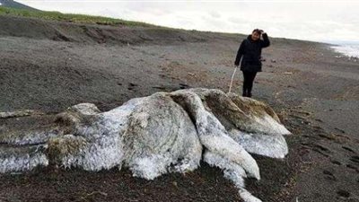 العثور على كائن بحري مشعر بساحل المحيط الهادئ في روسيا.. (صور)
