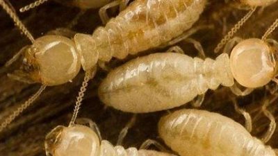 النوبة تواجه شبح النمل الأبيض.. ومجلس الوزراء يطالب بتقديم تقارير عن الحشرة