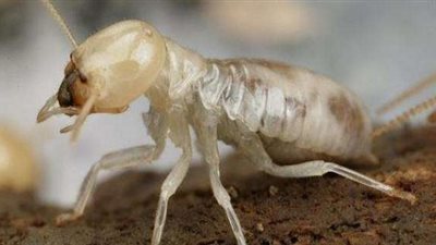 بعد تدمير منازل النوبة.. 5 معلومات لا تعرفها عن «أسراب القارضة»