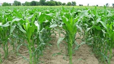 الحكومة تبحث تطبيق «الزراعات التعاقدية».. «خبراء»: ستكون أمان للفلاح لو نُفذت