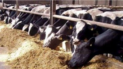 بالفيديو.. شعبة القصابين: 95% من الثروة الحيوانية مستوردة