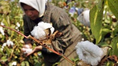 خبير زراعي يوضح ”روشتة” النهوض بالقطن المصري